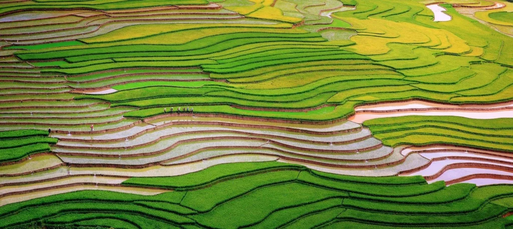 Mu Cang Chai