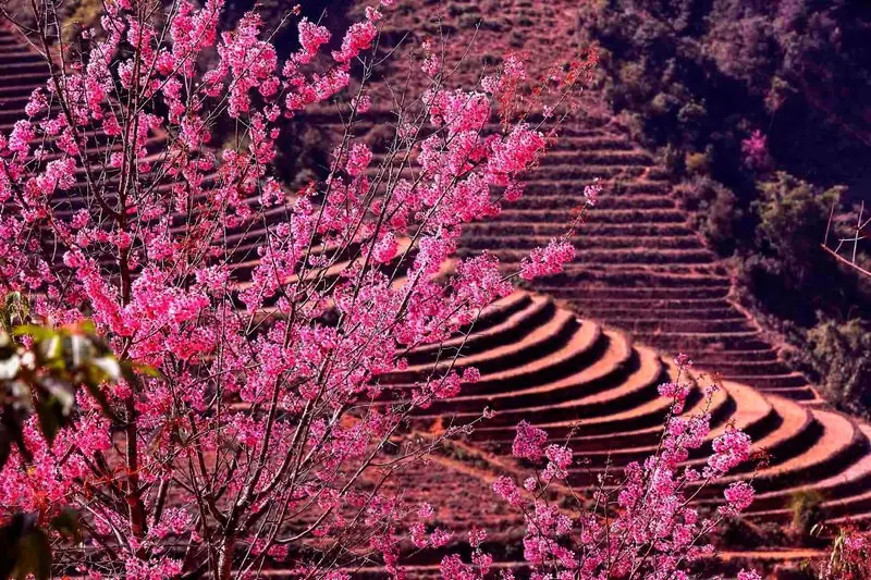 Mu Cang Chai