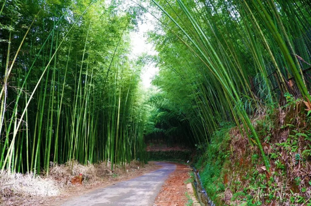 bamboo Mu Cang Chai