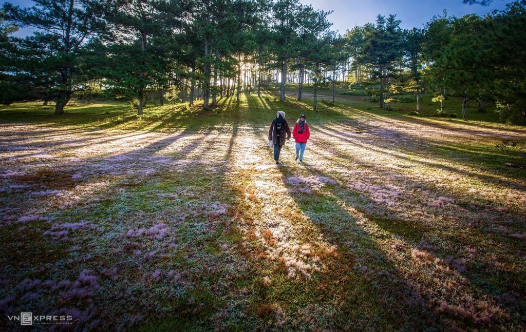 Collines de pins de Dalat — Da Lat