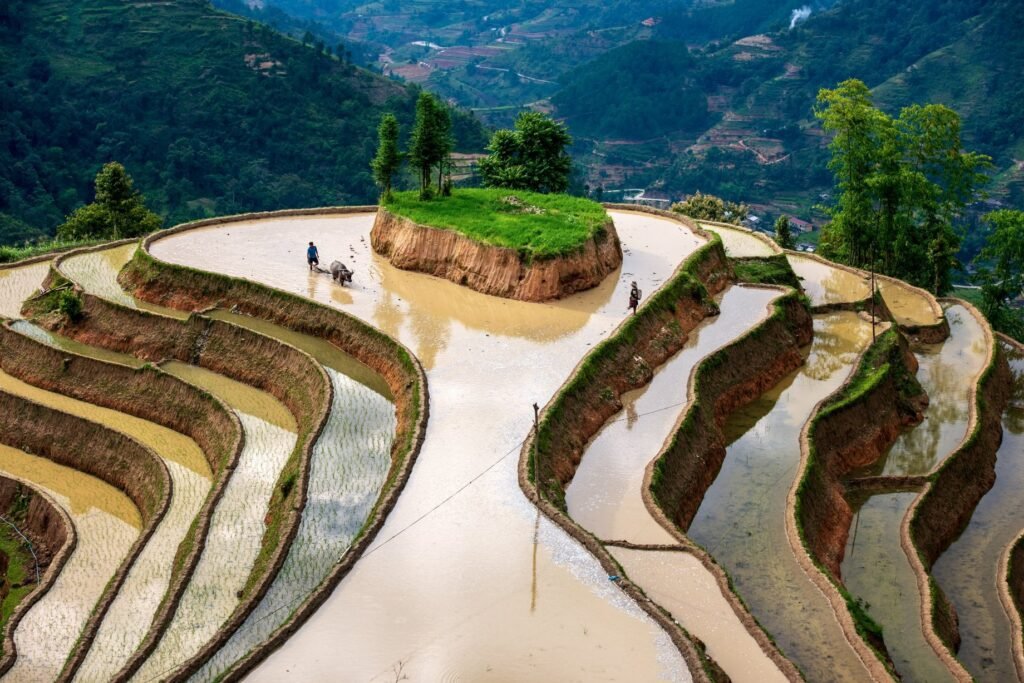 Rizèrre-en-terrace-Sapa