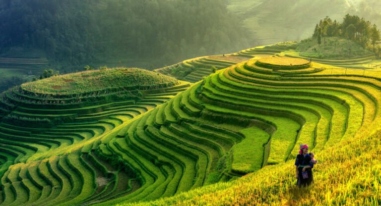 Rizières du Vietnam : où et quand les voir dorées