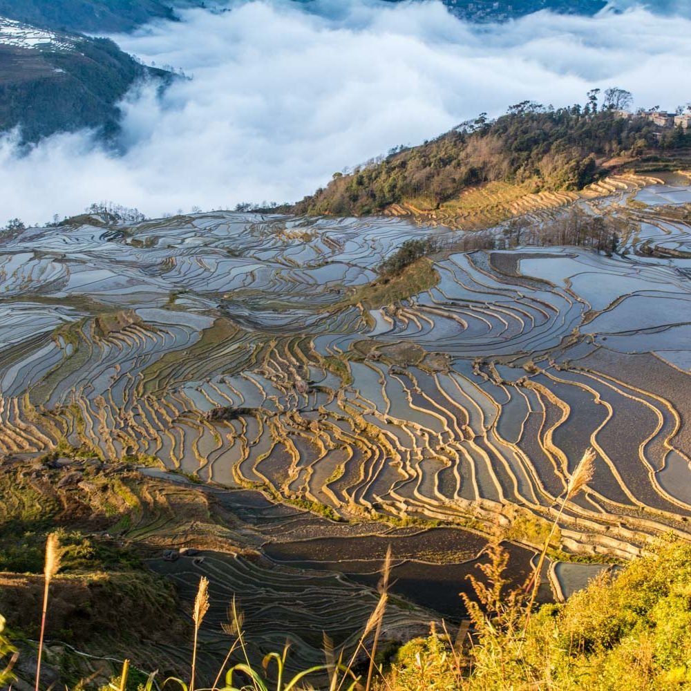 Rizières sapa