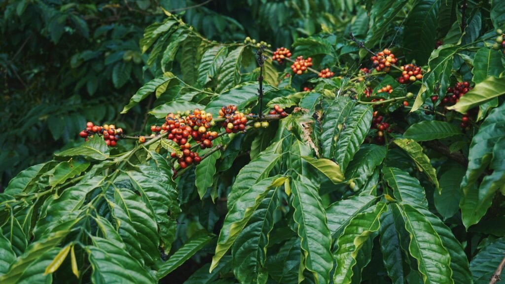 Cerises de café sur les hauts plateaux