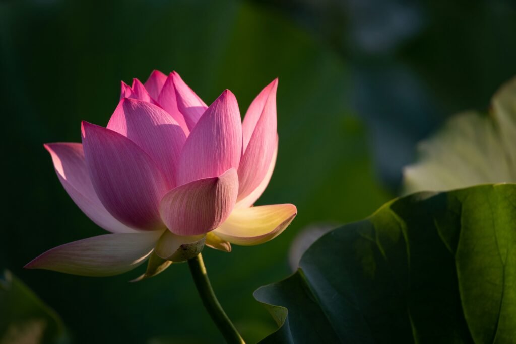 Fleur de lotus