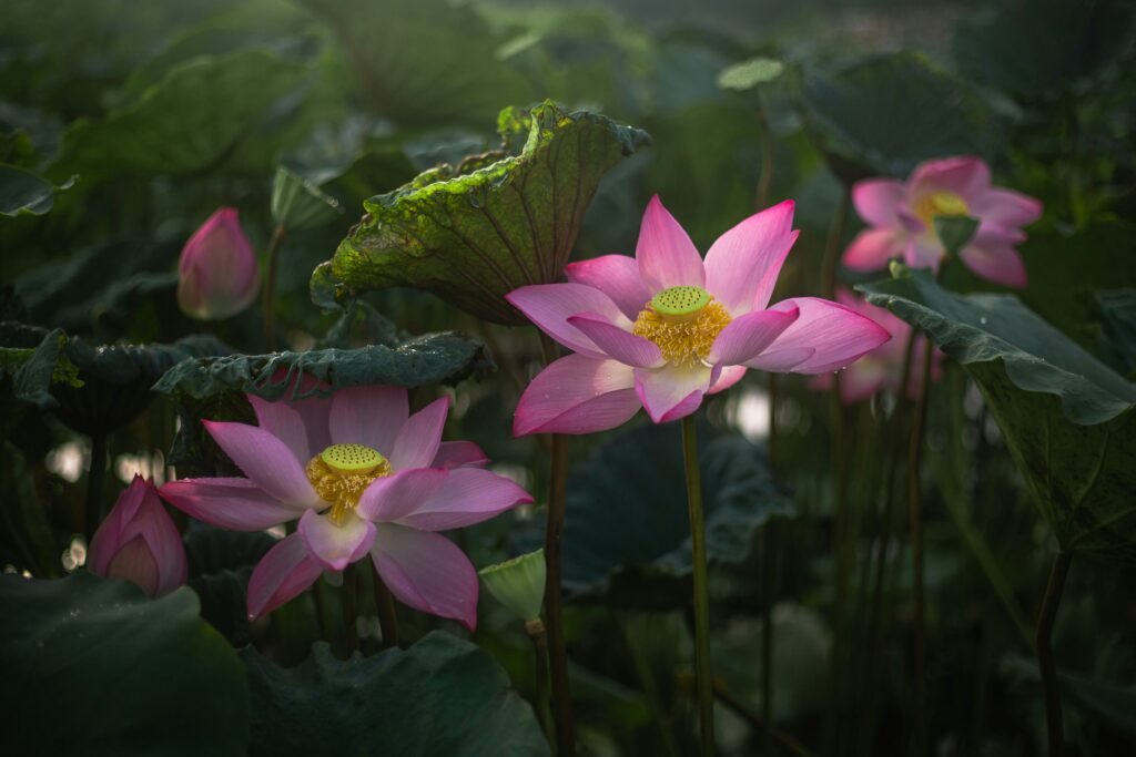 Fleurs de lotus
