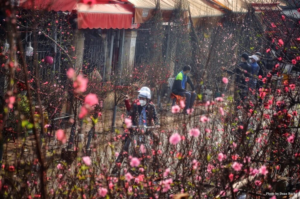 fleurs de pêcher pour le Nouvel An lunaire