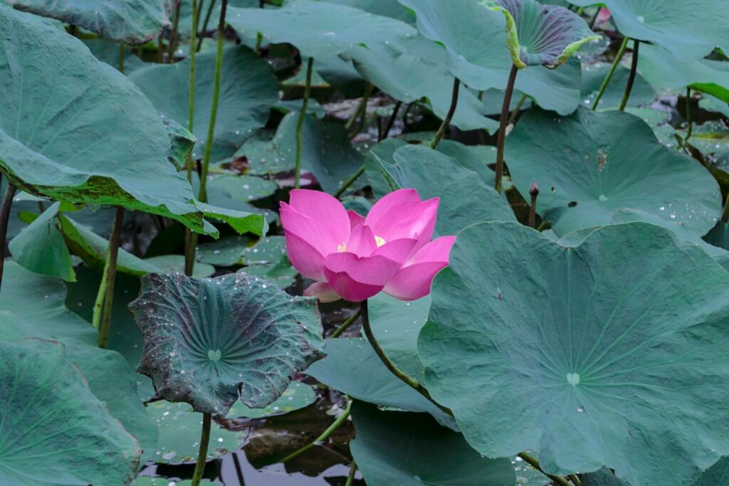Étang de lotus en fleurs