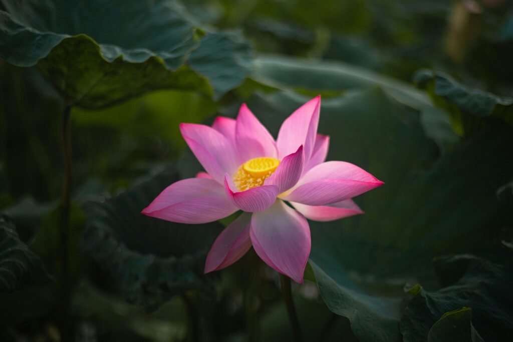Fleur de lotus