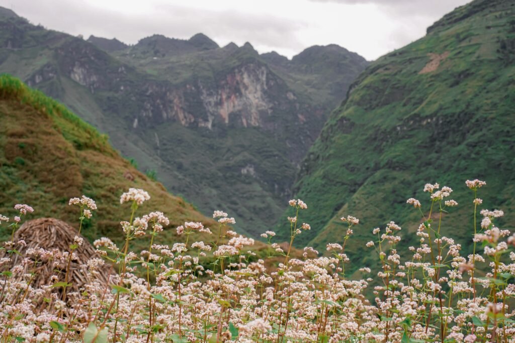 Fleurs de sarrasin à Ha Giang