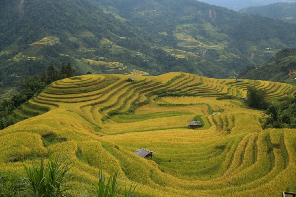 Rizières dorées de Ha Giang