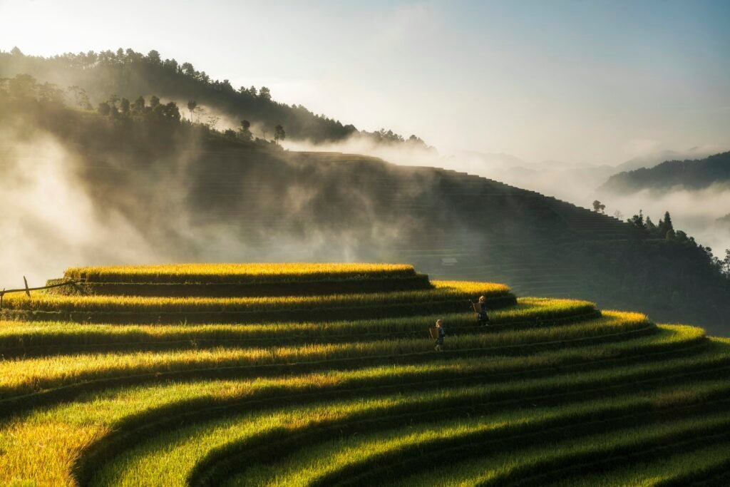 Rizières dorées de Mu Cang Chai à l’aube