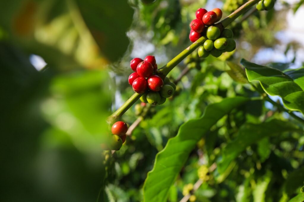 Cerises de café sur la branche