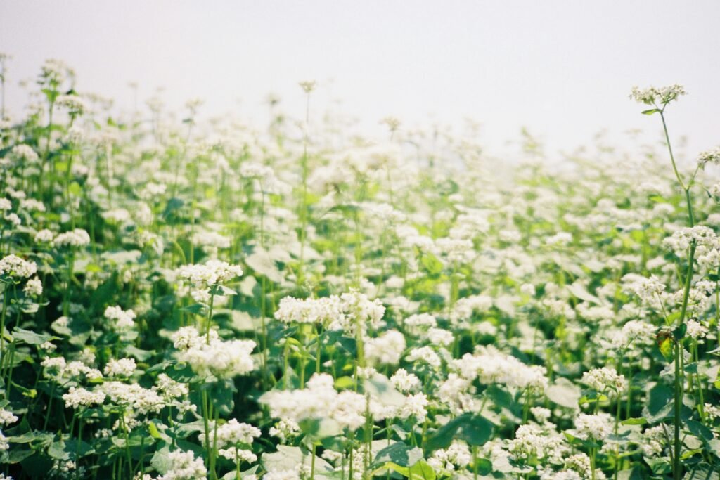 Champ de sarrasin en fleur à Ha Giang