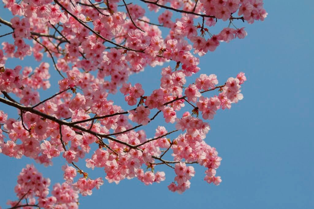 Fleurs de pêcher au printemps