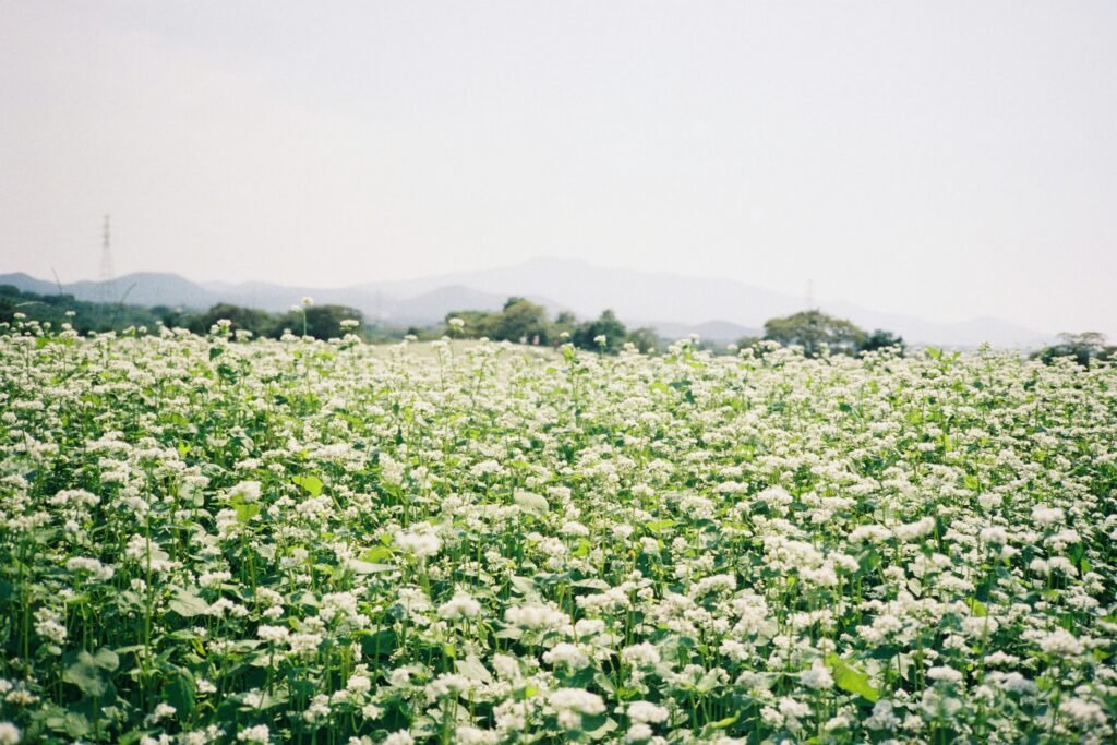 Fleurs de sarrasin à l’automne