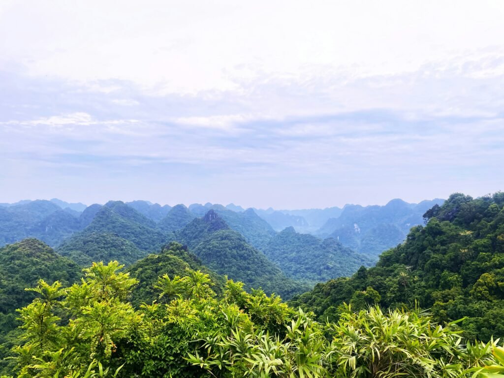 Forêt du parc national de Cat Ba