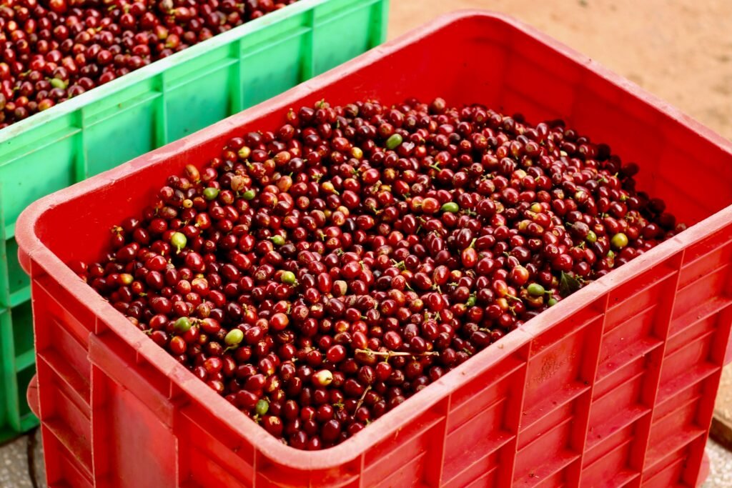 Récolte de cerises de café rouges