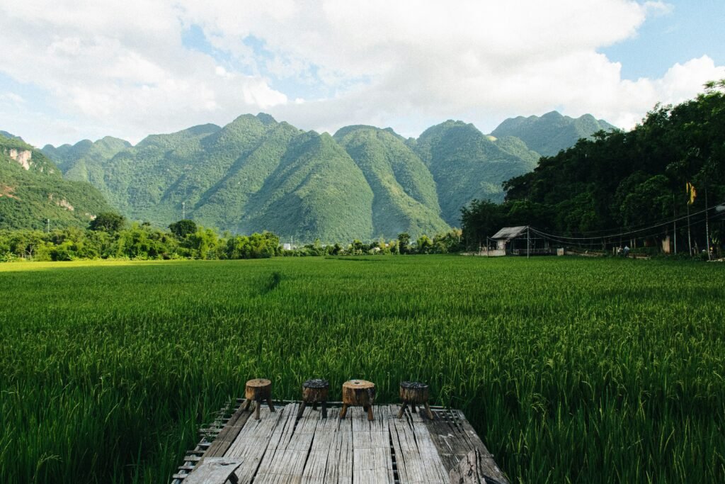 Rizières et pitons de Ninh Binh